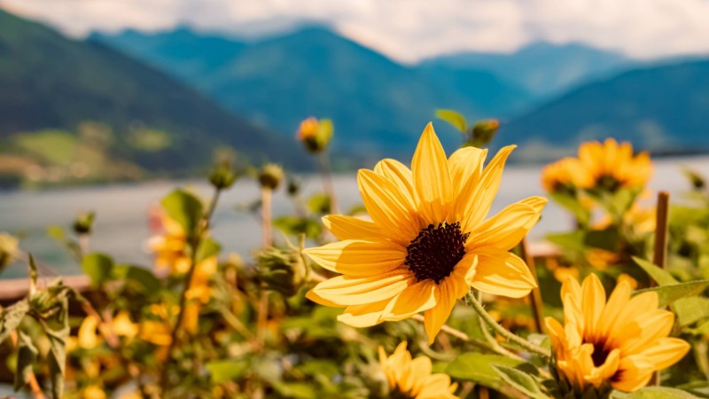 Sommerplausch